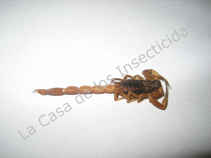 Alacranes en la ciudad