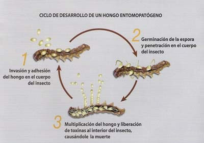 Control Biol&oacute;gico de Plagas con Hongos Entomopat&oacute;genos.