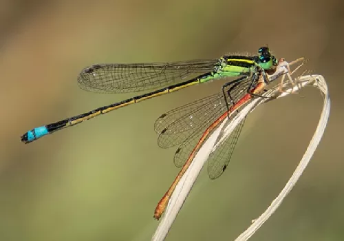 Lib&eacute;lula