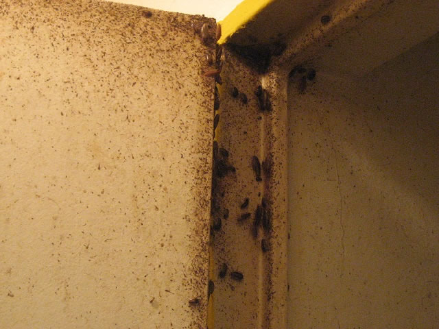 Higuiene y sanitizaci&oacute;n (II) control de plagas de cucarachas.