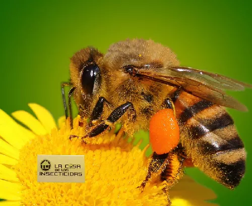 Abeja Mielera