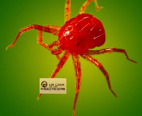 Ara&ntilde;uela Roja