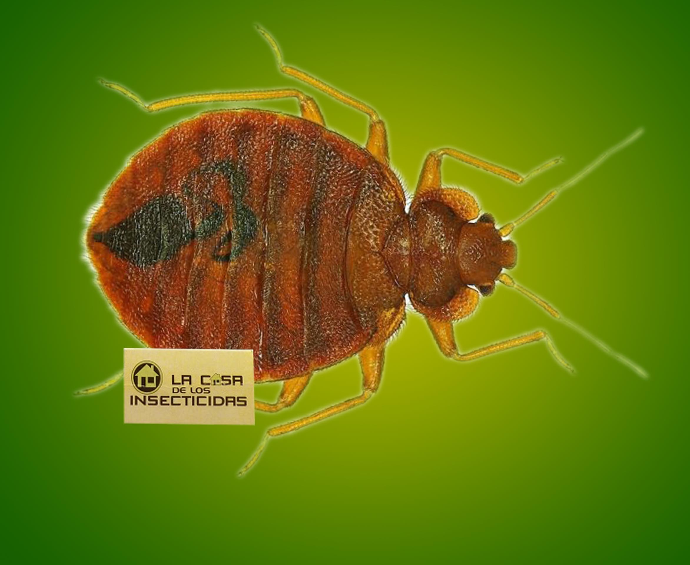 Gesti&oacute;n de acostumbramiento a insecticidas en control de chinches de cama. 