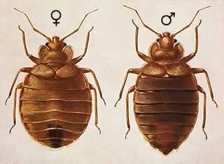 Chinche de cama (Cimex lectularius)