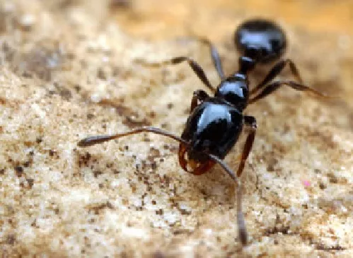 Hormiga Negra Peque&ntilde;a