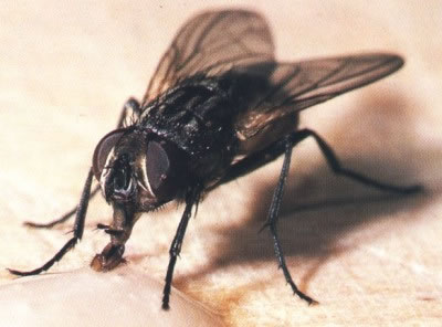 Mosca