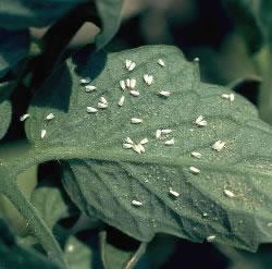 Mosca blanca
