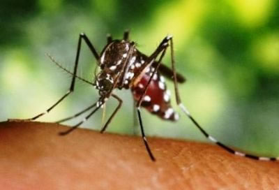 Dengue