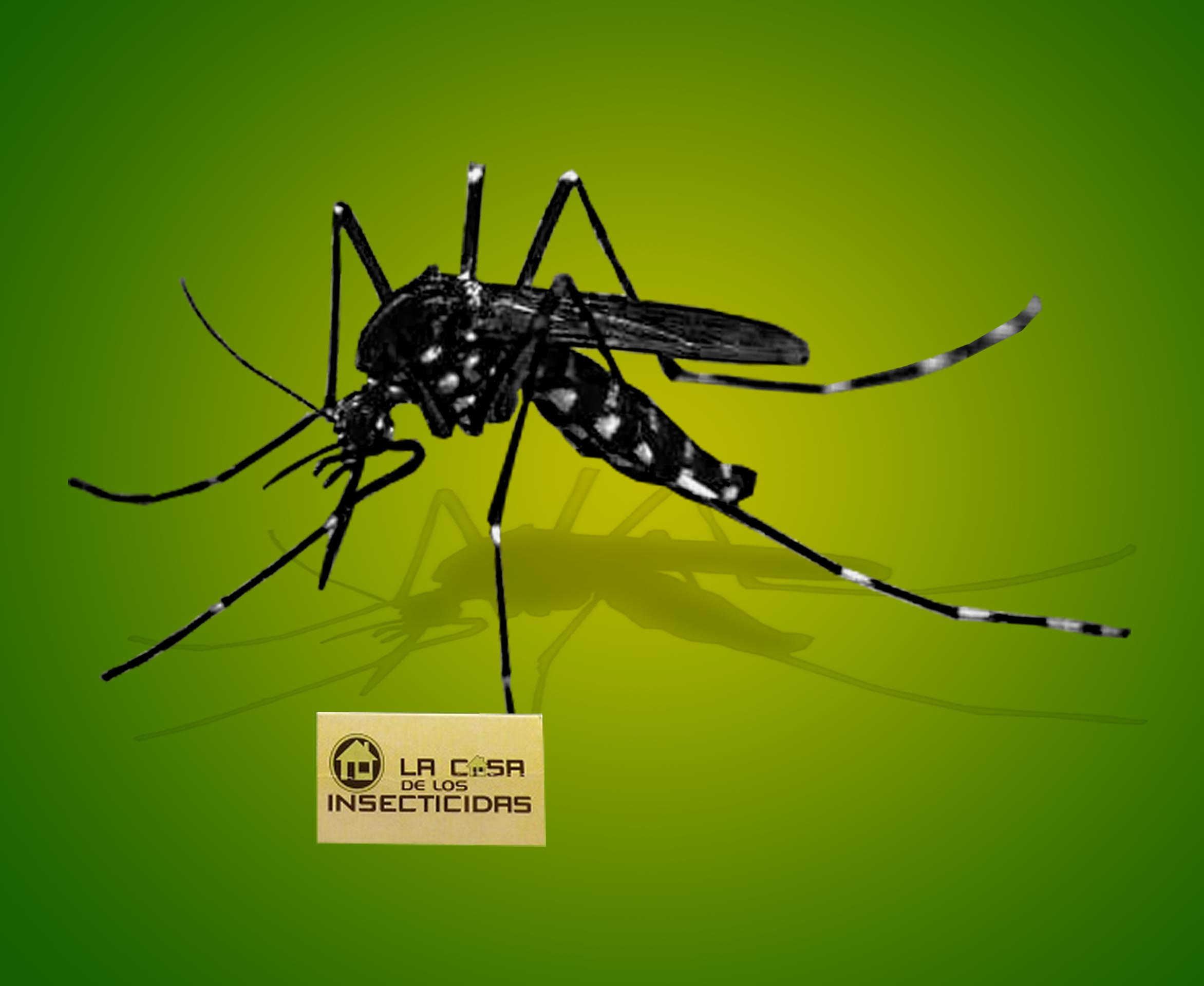 &iquest;Qu&eacute; es el DENGUE? 