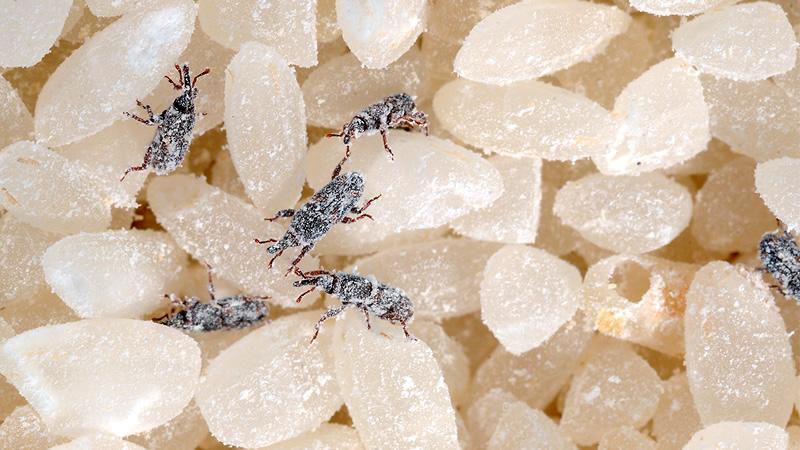 Manual de la BPCA para controlar insectos en productos almacenados