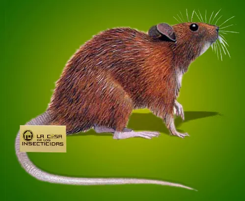 Rata Noruega