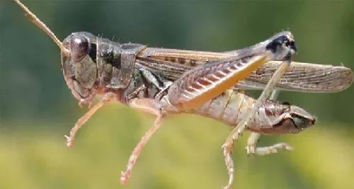 Tucura